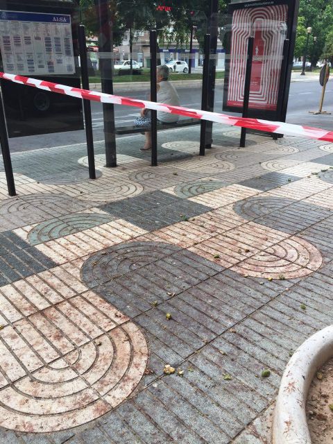 CTSSP comprueba que la suciedad de las calles afecta también a las zonas más privilegiadas de la ciudad - 5, Foto 5