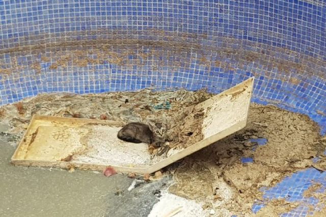 La Policía Local de Cartagena rescata un gato de una piscina vacía en Playa Honda - 1, Foto 1