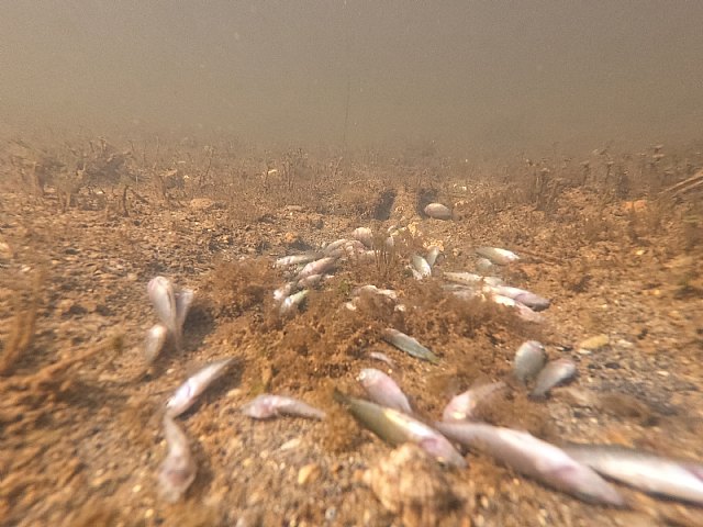 Tenemos soluciones integrales para el Mar Menor que ya se han aplicado con éxito en Canadá - 2, Foto 2