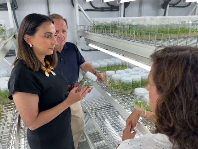 El IMIDA desarrolla nuevas variedades de pomelo que mejorarán la producción, tendrán más calidad y más valor añadido - 1, Foto 1