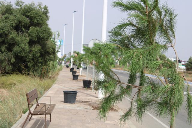 San Pedro del Pinatar suma más de 500 árboles esta legislatura dentro del plan municipal de renaturalización ‘+Pinatar’ - 1, Foto 1