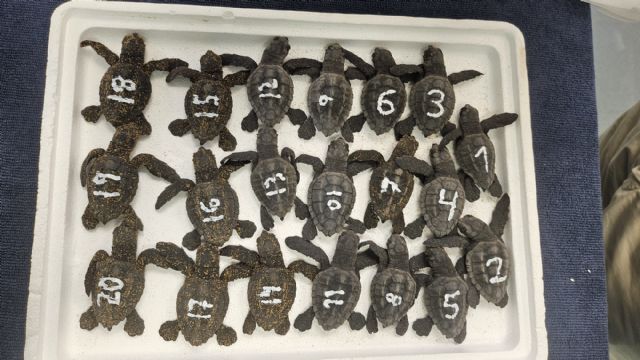 Concluye el proceso de eclosión de los dos nidos de tortuga boba registrados este verano en la Región con 136 ejemplares - 2, Foto 2