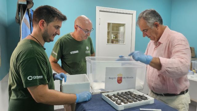 Concluye el proceso de eclosión de los dos nidos de tortuga boba registrados este verano en la Región con 136 ejemplares - 3, Foto 3