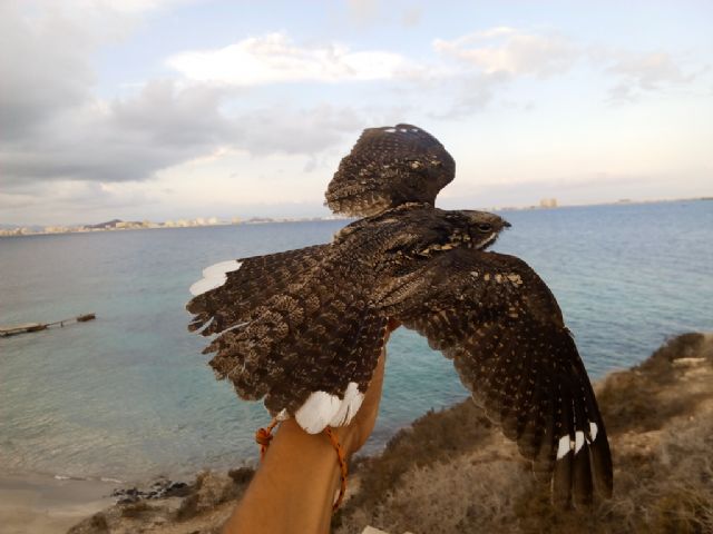 Record de longevidad en pequeñas aves de Isla Grosa - 1, Foto 1