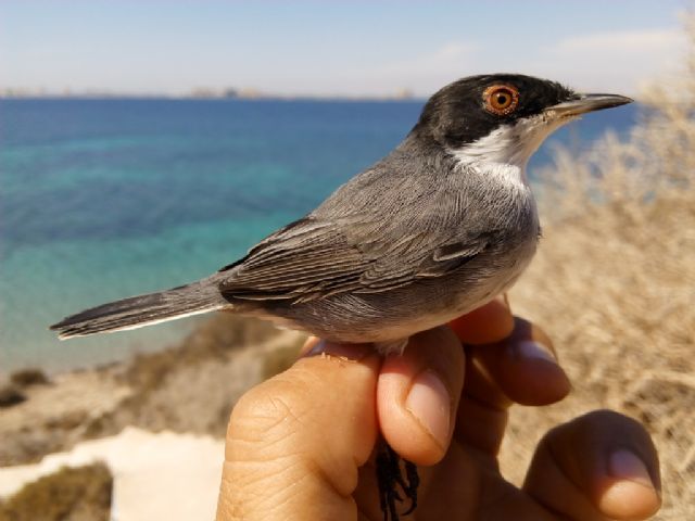 Record de longevidad en pequeñas aves de Isla Grosa - 2, Foto 2