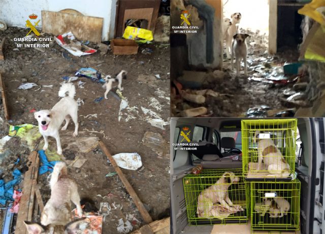 La Guardia Civil investiga a una vecina de Abanilla por delito de maltrato animal - 5, Foto 5