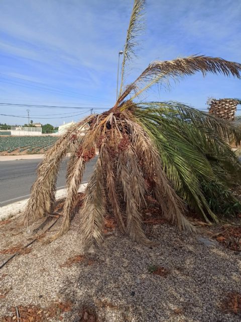 El Ayuntamiento de Lorca realiza un tratamiento de choque contra el picudo rojo en la rotonda de Purias pese a ser una carretera de competencia autonómica - 1, Foto 1