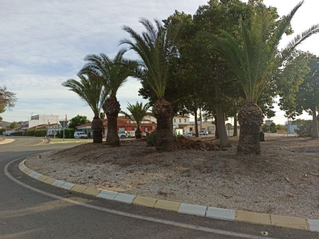 El Ayuntamiento de Lorca realiza un tratamiento de choque contra el picudo rojo en la rotonda de Purias pese a ser una carretera de competencia autonómica - 2, Foto 2