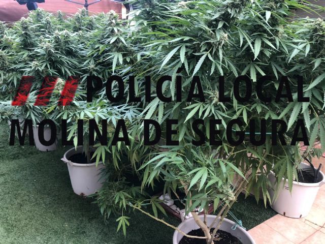 La Policía Local de Molina de Segura detiene a un joven por cultivar marihuana en su casa de La Alcayna - 1, Foto 1