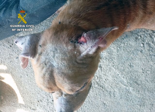 La Guardia Civil investiga al propietario de un desguace por delito de maltrato animal - 1, Foto 1