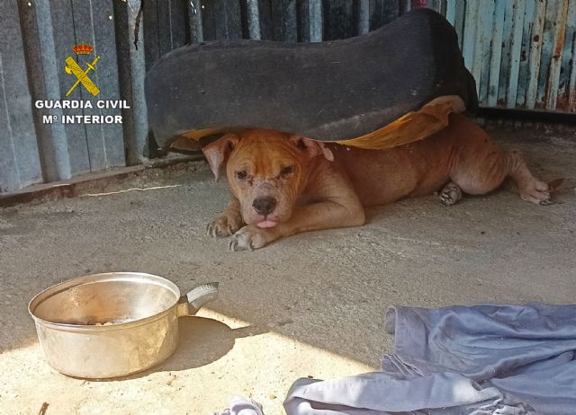 La Guardia Civil investiga al propietario de un desguace por delito de maltrato animal - 2, Foto 2