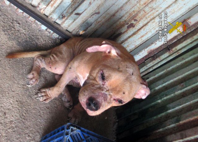 La Guardia Civil investiga al propietario de un desguace por delito de maltrato animal - 3, Foto 3