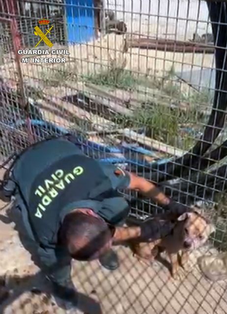 La Guardia Civil investiga al propietario de un desguace por delito de maltrato animal - 4, Foto 4