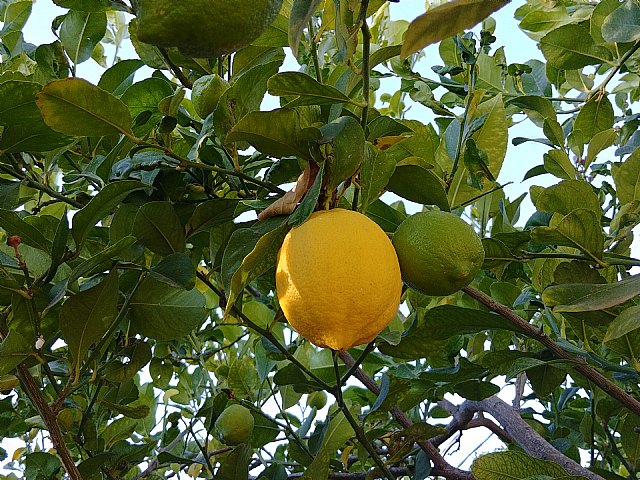 Tres bebidas saludables con la vitamina C del limón de Europa en tiempos de covid - 1, Foto 1