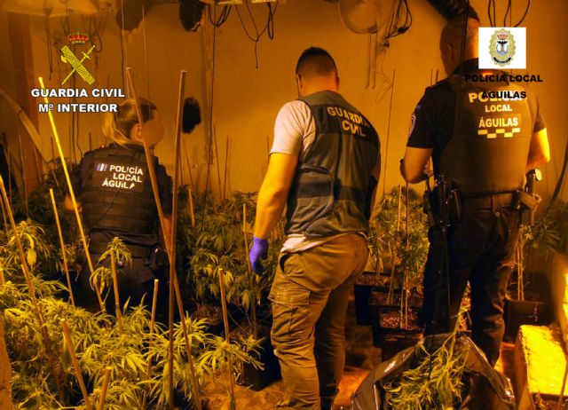 La Guardia Civil desmantela en Águilas dos invernaderos clandestinos con más de 800 plantas de marihuana - 3, Foto 3