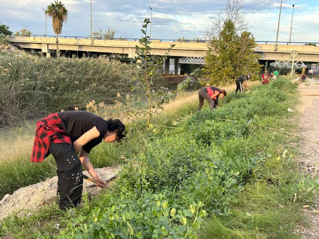 El Ayuntamiento refuerza su compromiso con la recuperación del Río Segura con nuevas plantaciones en Barriomar - 4, Foto 4