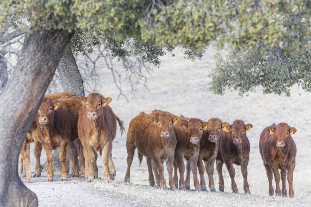 El campo ecológico presume de triple impacto: económico, social y medioambiental - 2, Foto 2