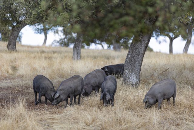 El campo ecológico presume de triple impacto: económico, social y medioambiental - 5, Foto 5