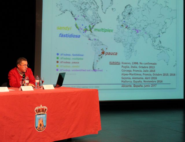 Los agricultores de Bullas se preocupan por la Xylella fastidiosa - 2, Foto 2