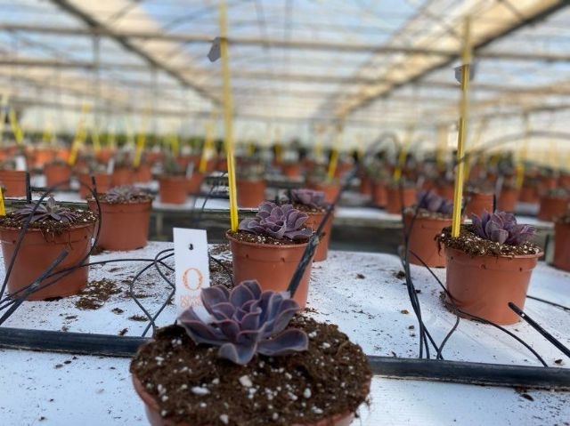 El nuevo vivero de alta tecnología de Barberet&Blanc producirá casi 90 millones de esquejes de solanáceas y creará cerca de 200 puestos de trabajo en Puerto Lumbreras - 3, Foto 3