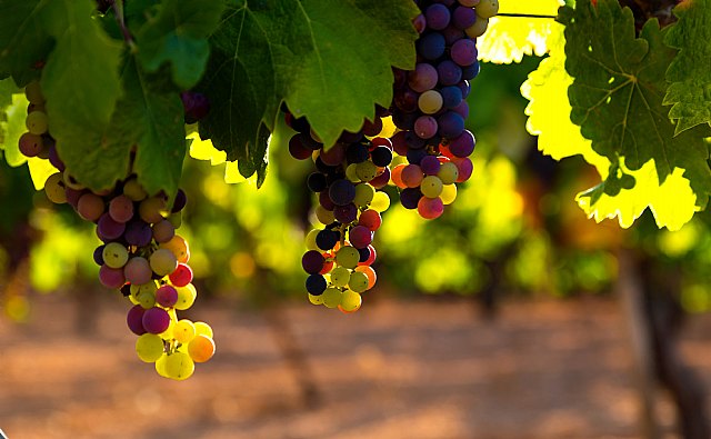 La SEORL-CCC advierte del riesgo de asfixia por las uvas de Nochevieja - 1, Foto 1