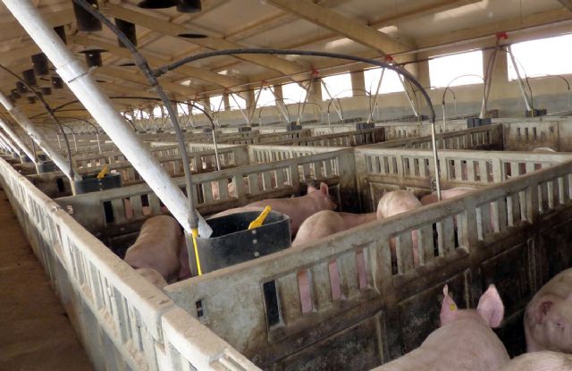 Ecologistas en Acción alegan a la regularización y ampliación de una macrogranja de hasta 3.500 cerdos en Mula - 1, Foto 1