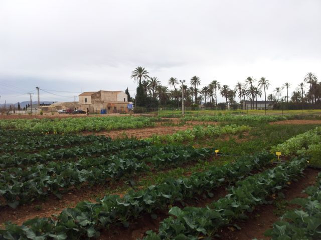 La UPCT lidera un proyecto europeo de 10 millones para diversificar la agricultura y hacerla sostenible - 1, Foto 1