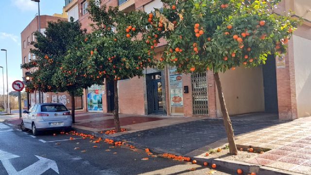 El PSOE critica que Guillén presuma de la poda de naranjas en el centro de Murcia mientras abandona deliberadamente a las pedanías - 1, Foto 1