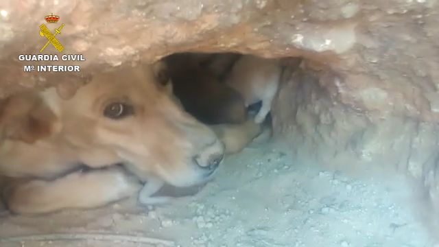 La Guardia Civil investiga a tres personas por sepultar vivos a nueve cachorros de una camada en una finca de Mula - 2, Foto 2