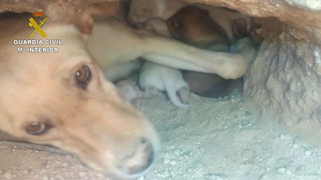 La Guardia Civil investiga a tres personas por sepultar vivos a nueve cachorros de una camada en una finca de Mula - 3, Foto 3