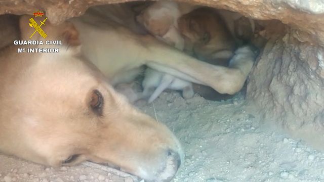La Guardia Civil investiga a tres personas por sepultar vivos a nueve cachorros de una camada en una finca de Mula - 4, Foto 4