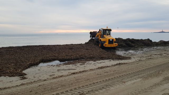 Infraestructuras y Litoral pone en marcha un plan de acopio de algas en La Manga - 1, Foto 1
