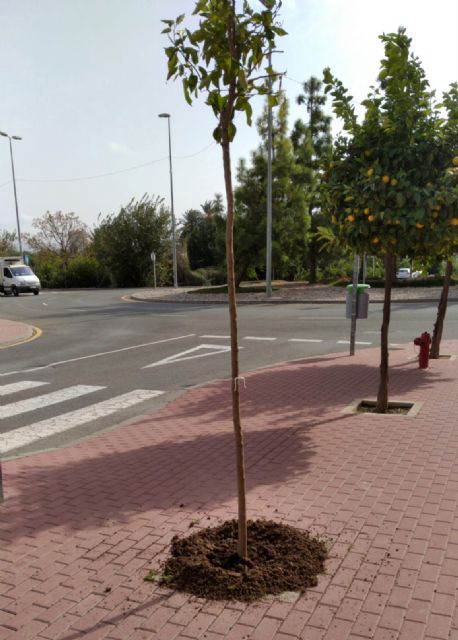 El Ayuntamiento de Murcia intensifica la campaña de reposición de arbolado con 800 ejemplares - 1, Foto 1