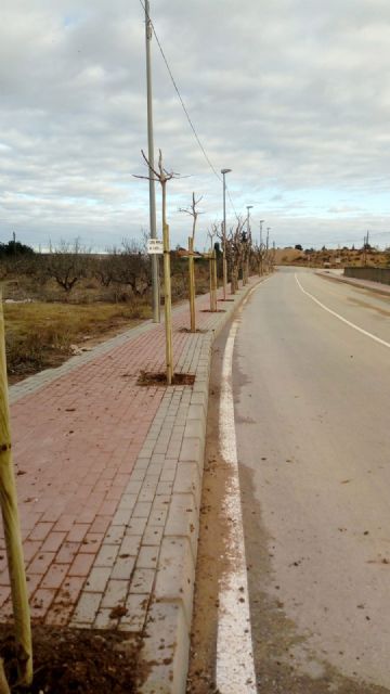 El Ayuntamiento de Murcia intensifica la campaña de reposición de arbolado con 800 ejemplares - 2, Foto 2
