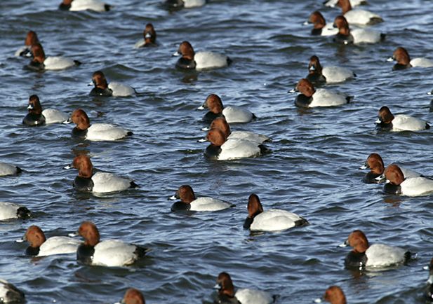 Por un porrón de porrones - 1, Foto 1