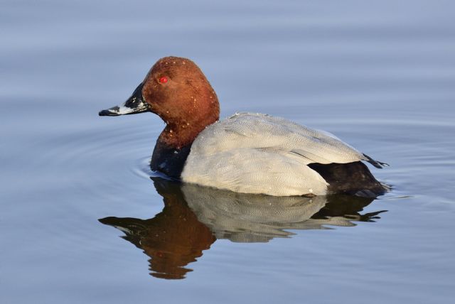 Por un porrón de porrones - 2, Foto 2