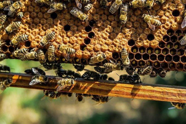 La apicultura es el único ámbito productivo agrario para el que no se ha previsto ningún apoyo específico - 1, Foto 1