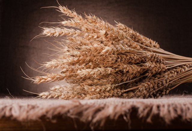 Qué variedades de trigo son más rentables - 1, Foto 1