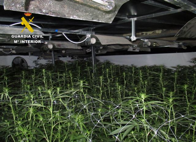 La Guardia Civil desmantela en Jumilla un invernadero con mil plantas de marihuana - 3, Foto 3