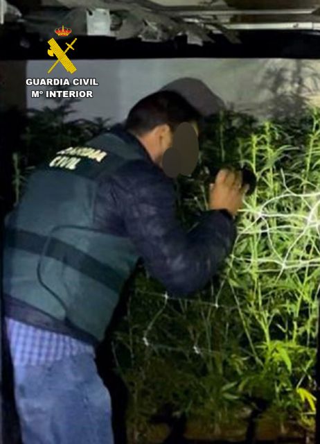 La Guardia Civil desmantela en Jumilla un invernadero con mil plantas de marihuana - 4, Foto 4