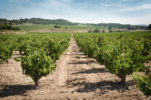 La DOP Jumilla y Wset Academy pondrán en marcha el primer curso de formador de vinos - 2, Foto 2