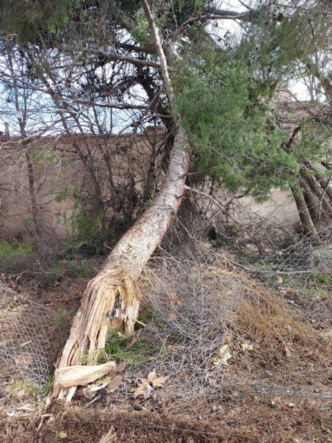 Policía Local, Guardia Civil y Bomberos atienden medio centenar de incidencias durante el temporal de viento - 4, Foto 4