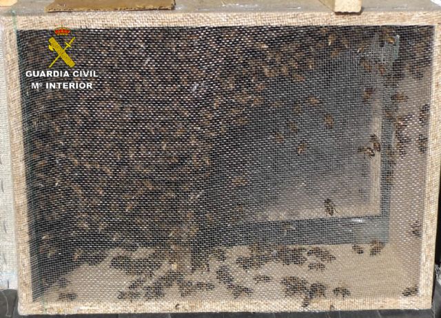 La Guardia Civil detiene a un vecino de Caravaca de la Cruz dedicado a sustraer abejas - 4, Foto 4