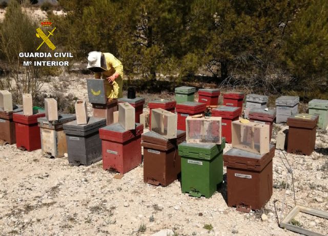La Guardia Civil detiene a un vecino de Caravaca de la Cruz dedicado a sustraer abejas - 5, Foto 5