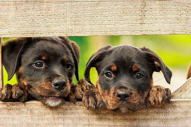 La Cátedra Animales y Sociedad y el Ayuntamiento de Parla inician un proyecto de ayuda bidireccional por la inclusión social y la adopción de perros - 1, Foto 1