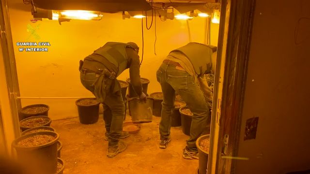 La Guardia Civil desmantela en Abarán un grupo criminal dedicado a la producción a gran escala de marihuana - 3, Foto 3