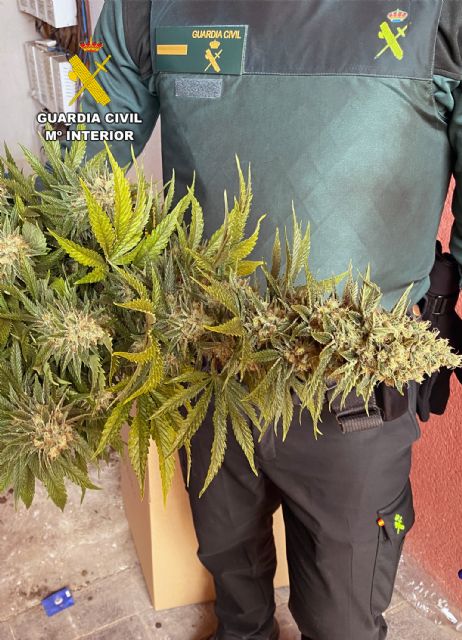 La Guardia Civil desmantela en Abarán un grupo criminal dedicado a la producción a gran escala de marihuana - 5, Foto 5