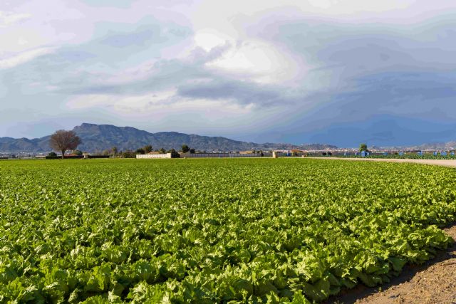 El valor añadido bruto del sector primario de la Región de Murcia creció un 14,6 % en 2024, el mayor incremento de toda España - 2, Foto 2