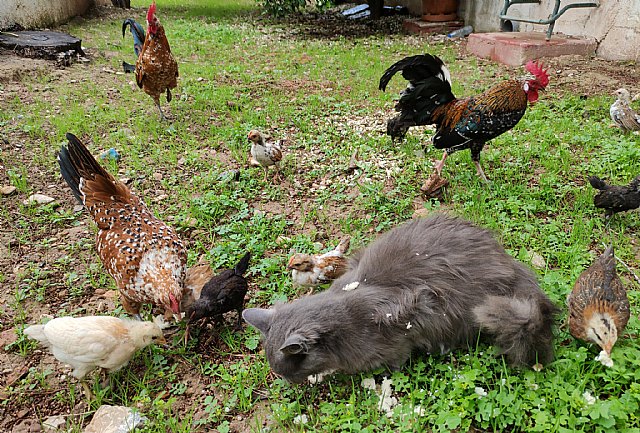 Un mayor conocimiento del mundo animal propicia los avances en bienestar animal - 1, Foto 1