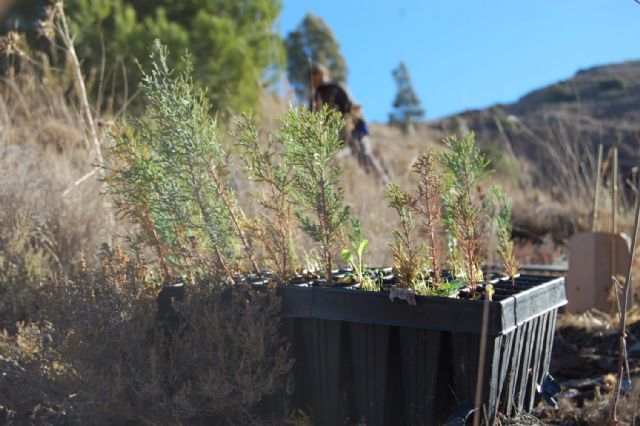 El Caerm apoya a ARBA en la recuperación del bosque autóctono de Cartagena - 1, Foto 1